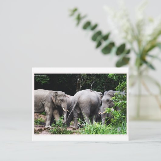 Carte Postale éléphant asiatique (Debout devant)