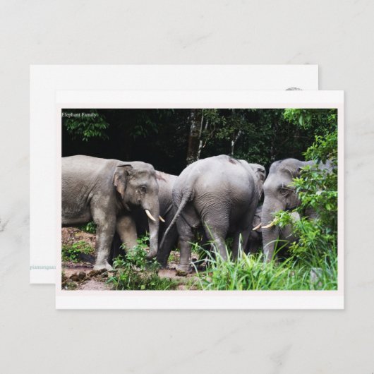 Carte Postale éléphant asiatique (Devant / Derrière)