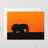 Carte Postale Eléphant au coucher du soleil dans le choix (Devant / Derrière)