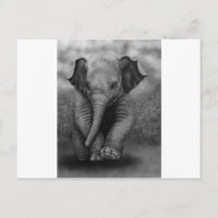 Eléphant bébé