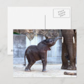 Carte Postale Eléphant bébé (Devant / Derrière)