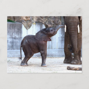 Carte Postale Eléphant bébé