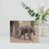 Carte Postale Eléphant bébé (Debout devant)