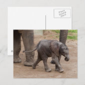 Carte Postale Eléphant bébé (Devant / Derrière)