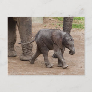 Carte Postale Eléphant bébé