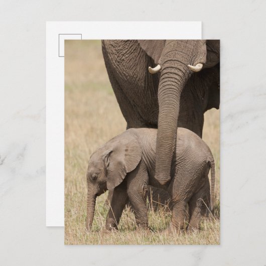 Carte Postale Eléphant Bébé Africain avec mère (Devant / Derrière)