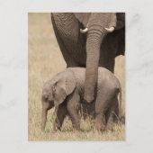Carte Postale Eléphant Bébé Africain avec mère (Devant)