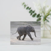 Carte Postale Eléphant bébé doux Kibali (Debout devant)