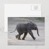 Carte Postale Eléphant bébé doux Kibali (Devant / Derrière)