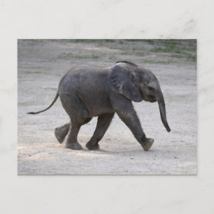 Carte Postale Eléphant bébé doux Kibali