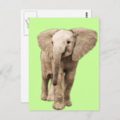 Carte Postale Eléphant Bébé mignon (Devant / Derrière)