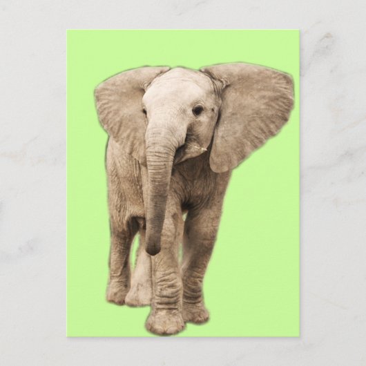 Carte Postale Eléphant Bébé mignon (Devant)
