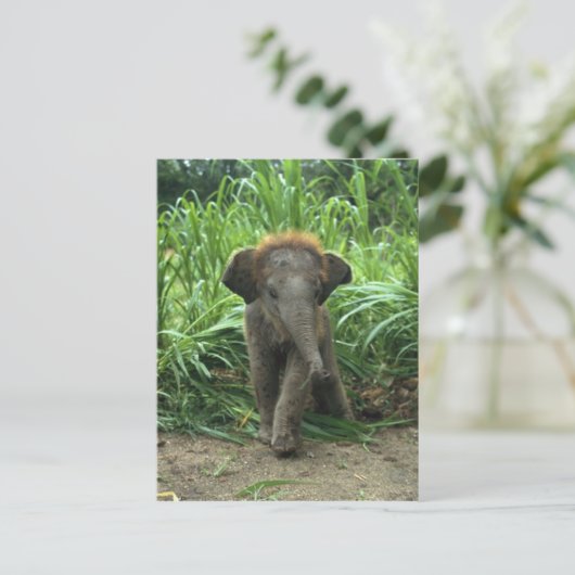 Carte Postale Eléphant Bébé mignon (Debout devant)