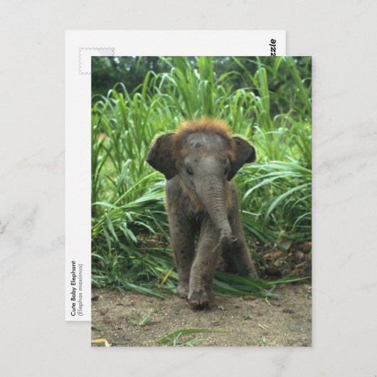 Carte Postale Eléphant Bébé mignon (Devant / Derrière)