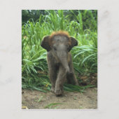Carte Postale Eléphant Bébé mignon (Devant)