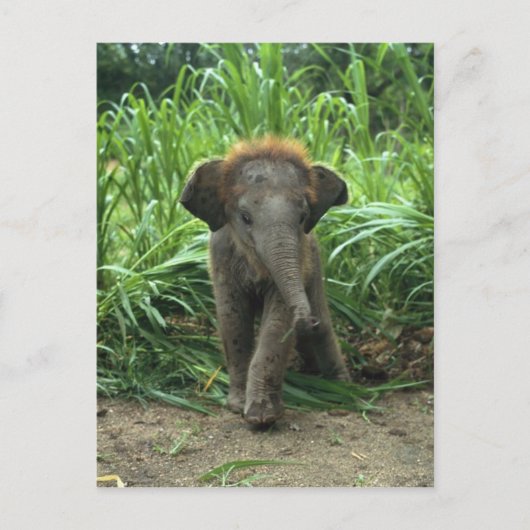 Carte Postale Eléphant Bébé mignon (Devant)