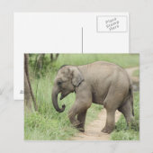 Carte Postale Éléphant bébé suivant sa mère, Corbett (Devant / Derrière)