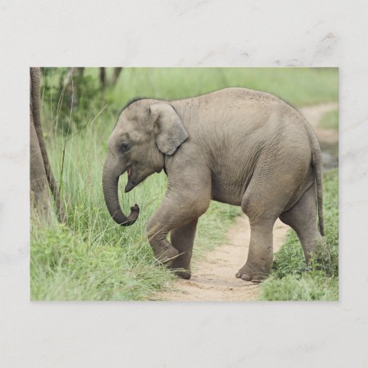 Carte Postale Éléphant bébé suivant sa mère, Corbett (Devant)