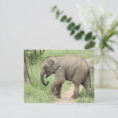 Carte Postale Éléphant bébé suivant sa mère, Corbett (Debout devant)