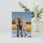 Carte Postale Elephant Bull (Debout devant)