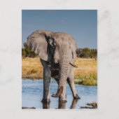 Carte Postale Elephant Bull (Devant)