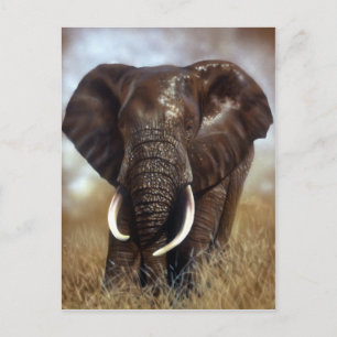 Carte postale Elephant Bull Prints