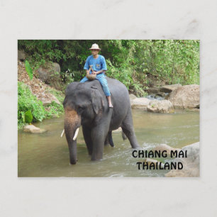 Carte postale Elephant Chiang Mai