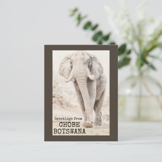Carte Postale Eléphant Chobe Botswana (Debout devant)