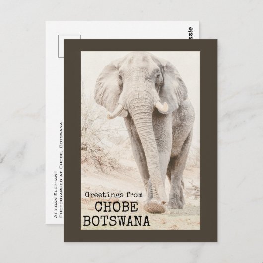 Carte Postale Eléphant Chobe Botswana (Devant / Derrière)