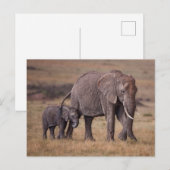 Carte Postale Éléphant d'Afrique avec bébé (Devant / Derrière)
