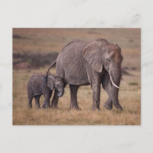 Carte Postale Éléphant d'Afrique avec bébé (Devant)