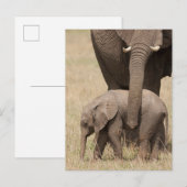 Carte Postale Éléphant d'Afrique bébé avec sa mère (Devant / Derrière)