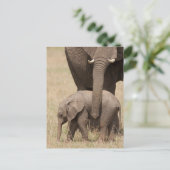 Carte Postale Éléphant d'Afrique bébé avec sa mère (Debout devant)