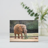 Carte Postale Éléphant d'Afrique dans le parc (Debout devant)