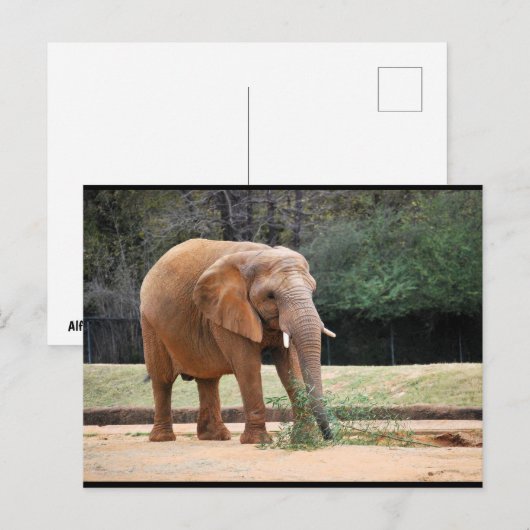 Carte Postale Éléphant d'Afrique dans le parc (Devant / Derrière)