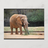 Carte Postale Éléphant d'Afrique dans le parc (Devant)