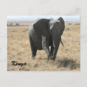 Carte Postale éléphant d'afrique kenya (Devant)