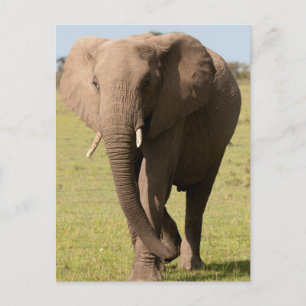 Carte Postale Éléphant d'Afrique (Loxodonta Africana), Maasai