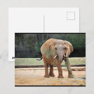 Carte Postale Éléphant d'Afrique mangeant