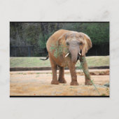 Carte Postale Éléphant d'Afrique mangeant (Devant)
