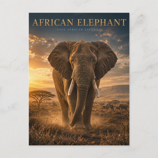 Carte Postale Éléphant d'Afrique Savane ANIMAUX (Devant)