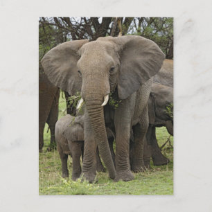 Carte Postale Éléphant d'Afrique Troupeau