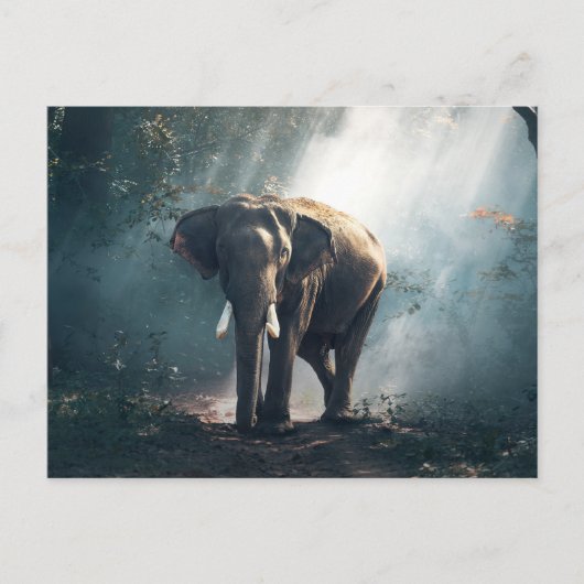 Carte Postale Éléphant dans la jungle (Devant)