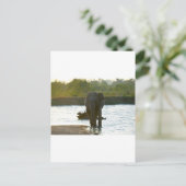 Carte Postale Eléphant dans un trou d'eau (Debout devant)