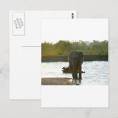 Carte Postale Eléphant dans un trou d'eau (Devant / Derrière)