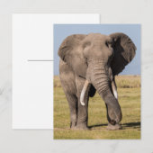 Carte Postale Éléphant dans une pose agressive (Devant / Derrière)