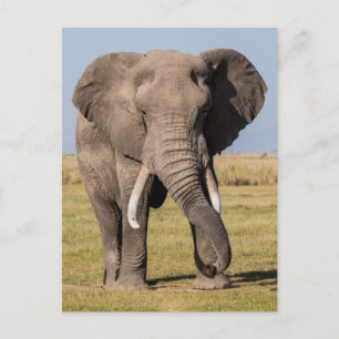 Carte Postale Éléphant dans une pose agressive