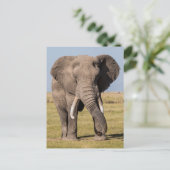 Carte Postale Éléphant dans une pose agressive (Debout devant)
