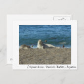 Carte Postale Éléphant de mer (Devant / Derrière)