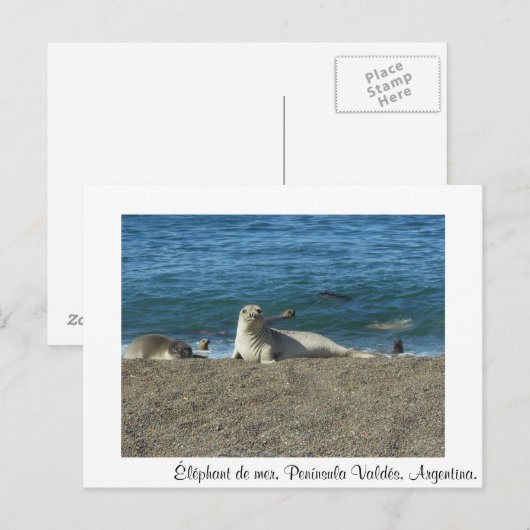 Carte Postale Éléphant de mer (Devant / Derrière)